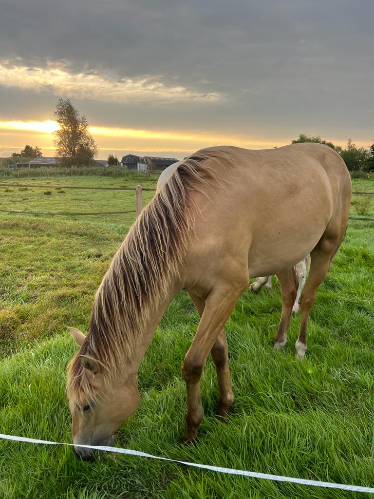 Paardencoaching en ademsessie 22 Juni